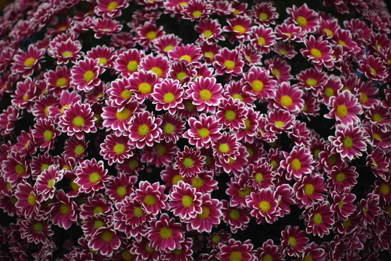 Bunch of Pink Chrysanthemums