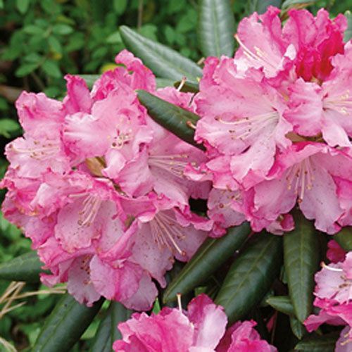 New Rhododendrons for the South