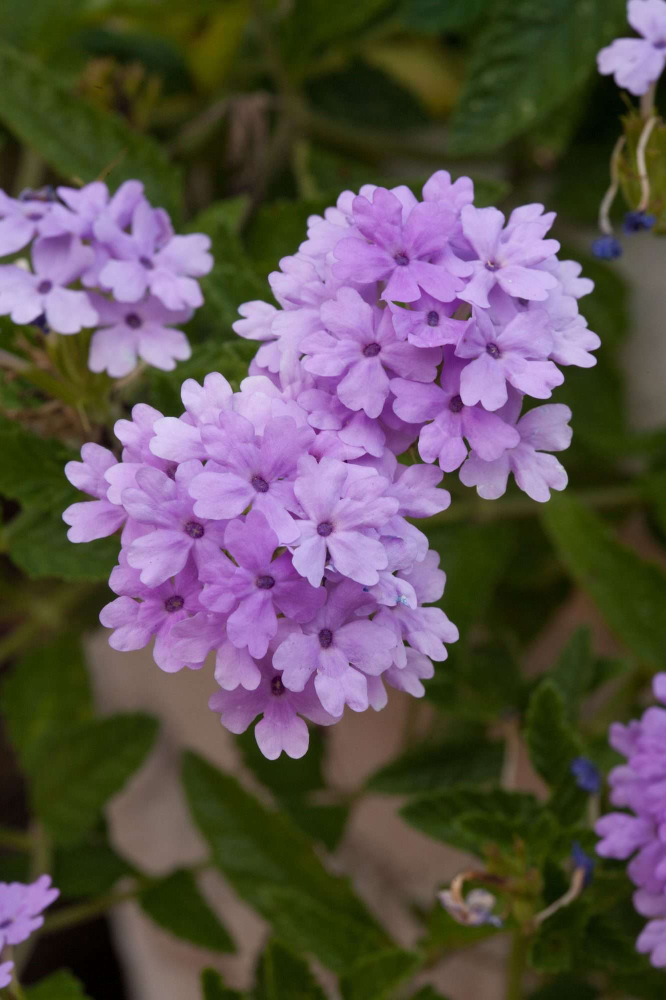 Verbena