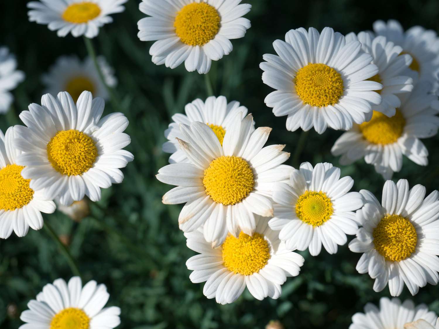 Chamomile