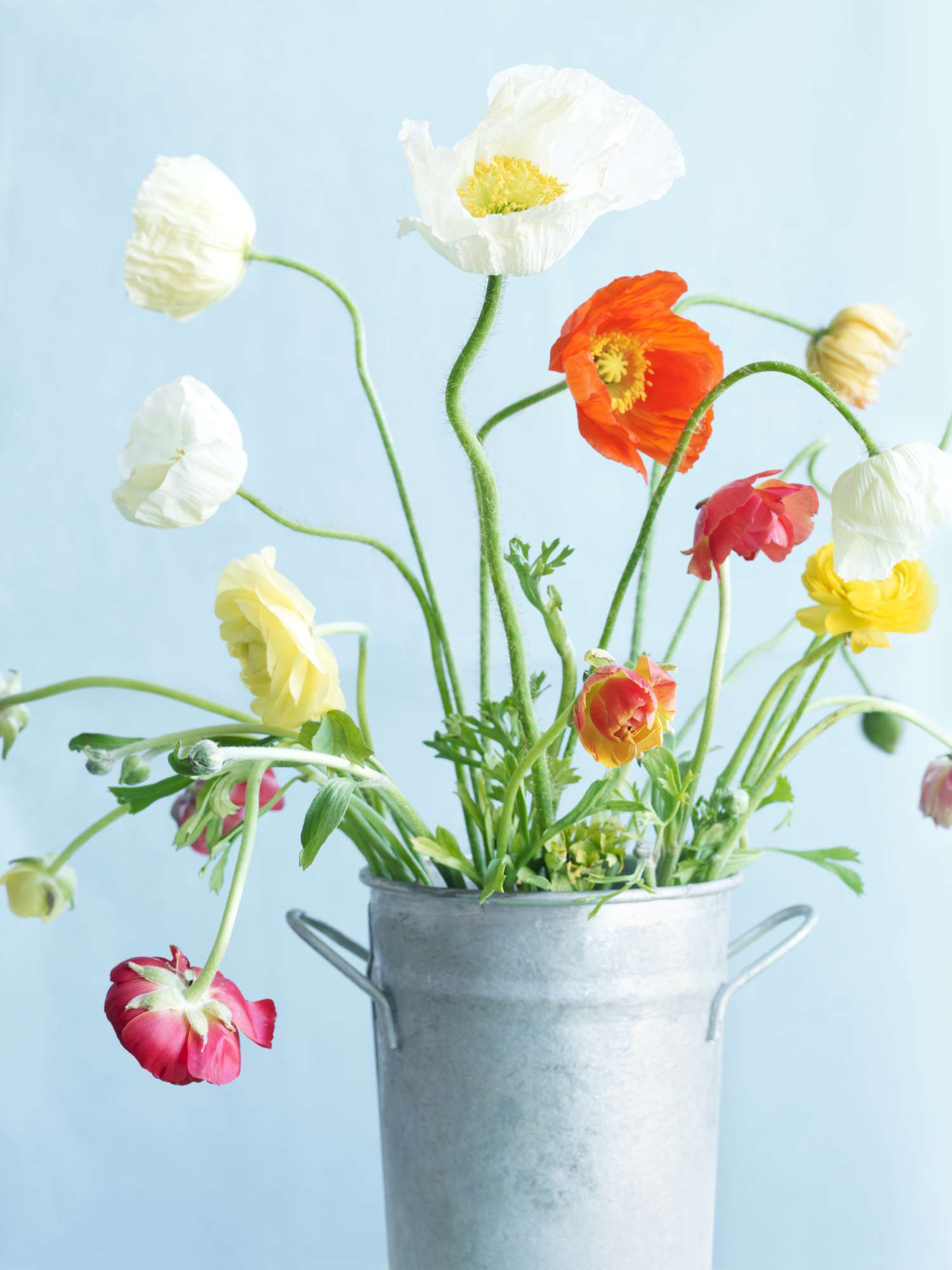 Poppy Flowers in Vase