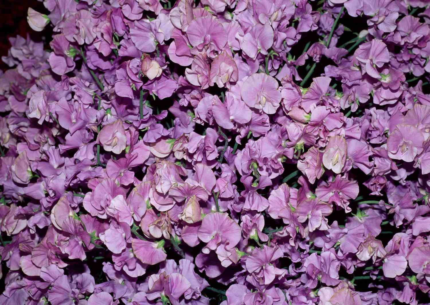 Purple Sweet Pea