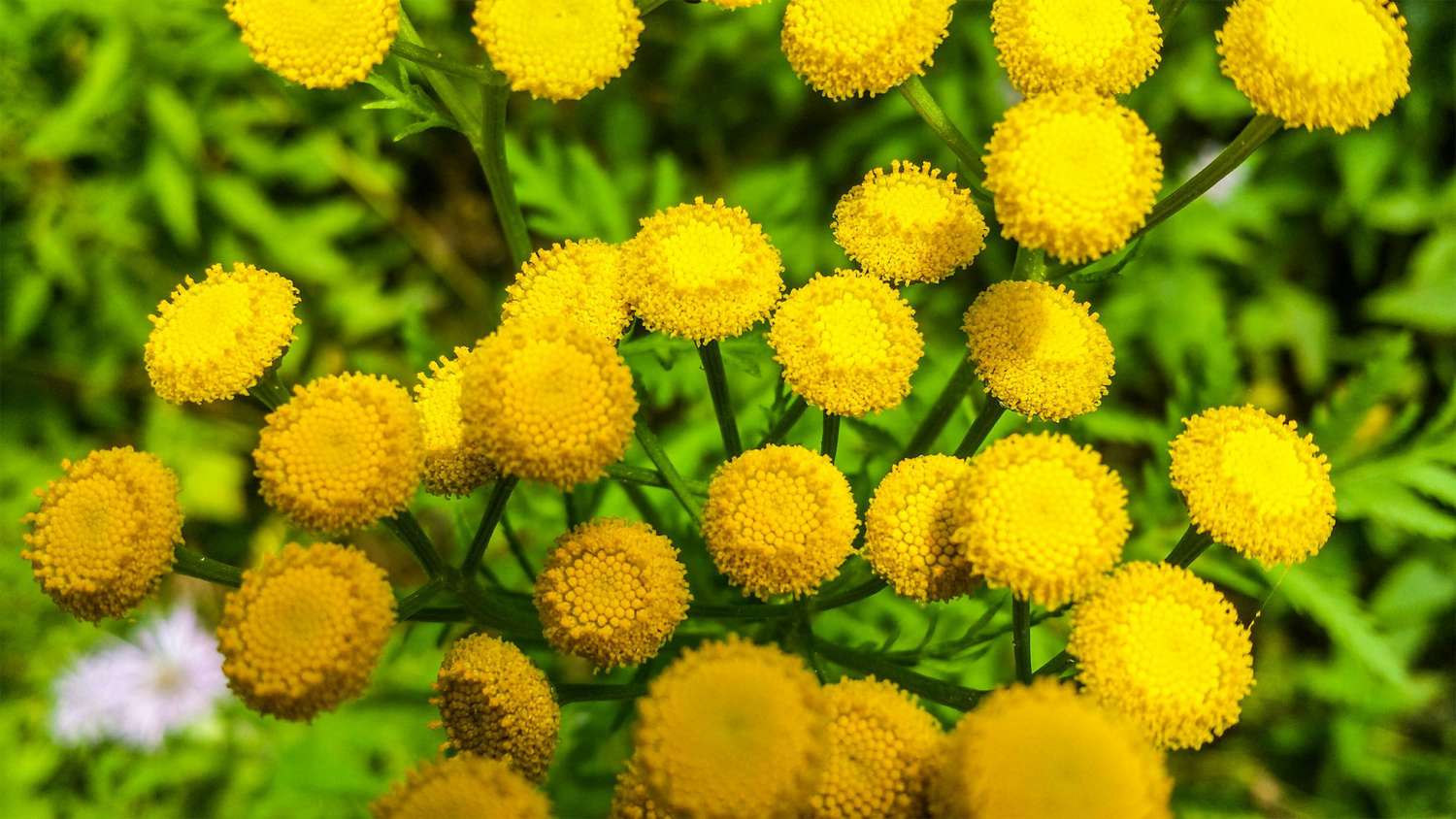 Tansy