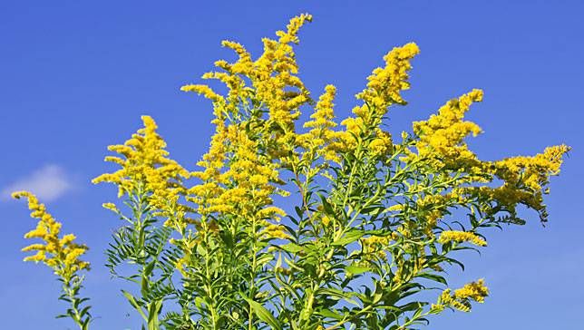 Goldenrod