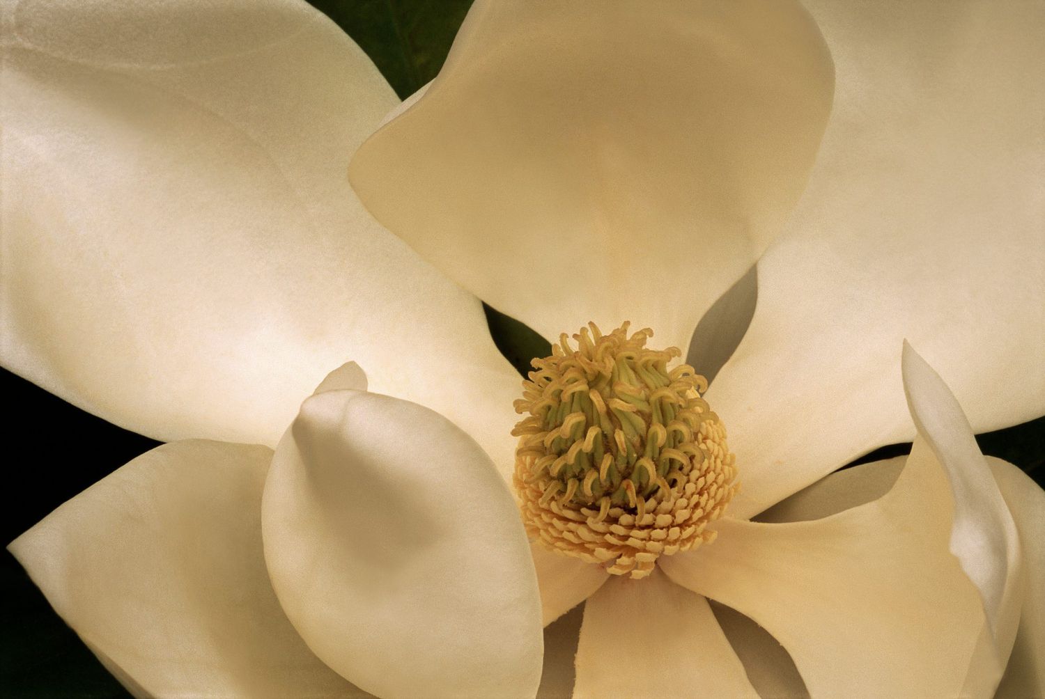 White Magnolia Flower