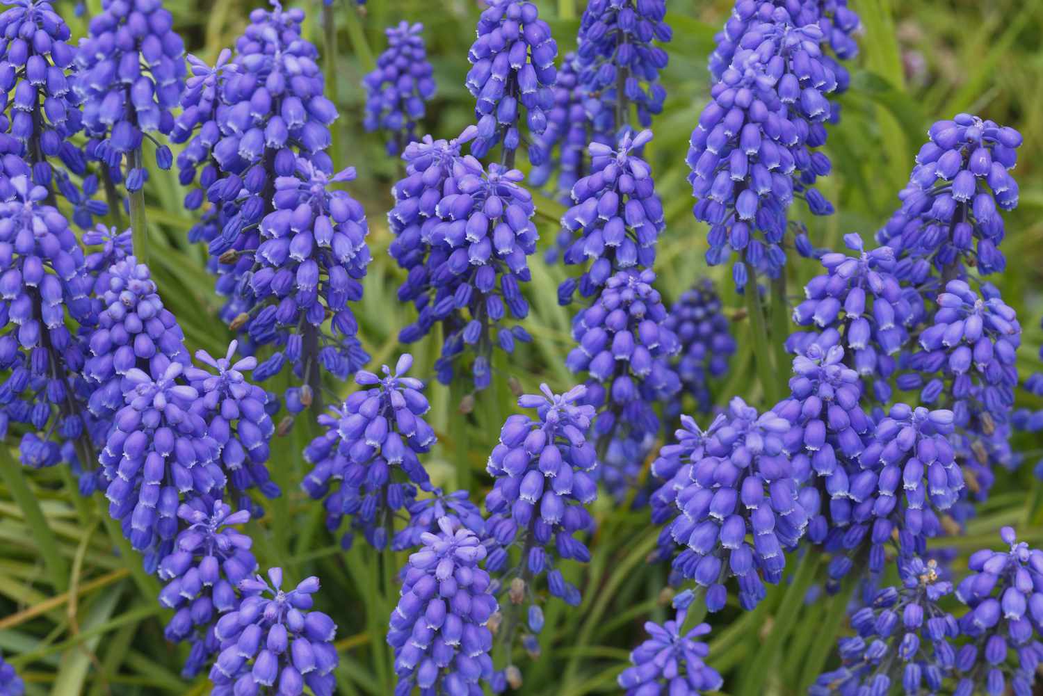 Grape Hyacinth