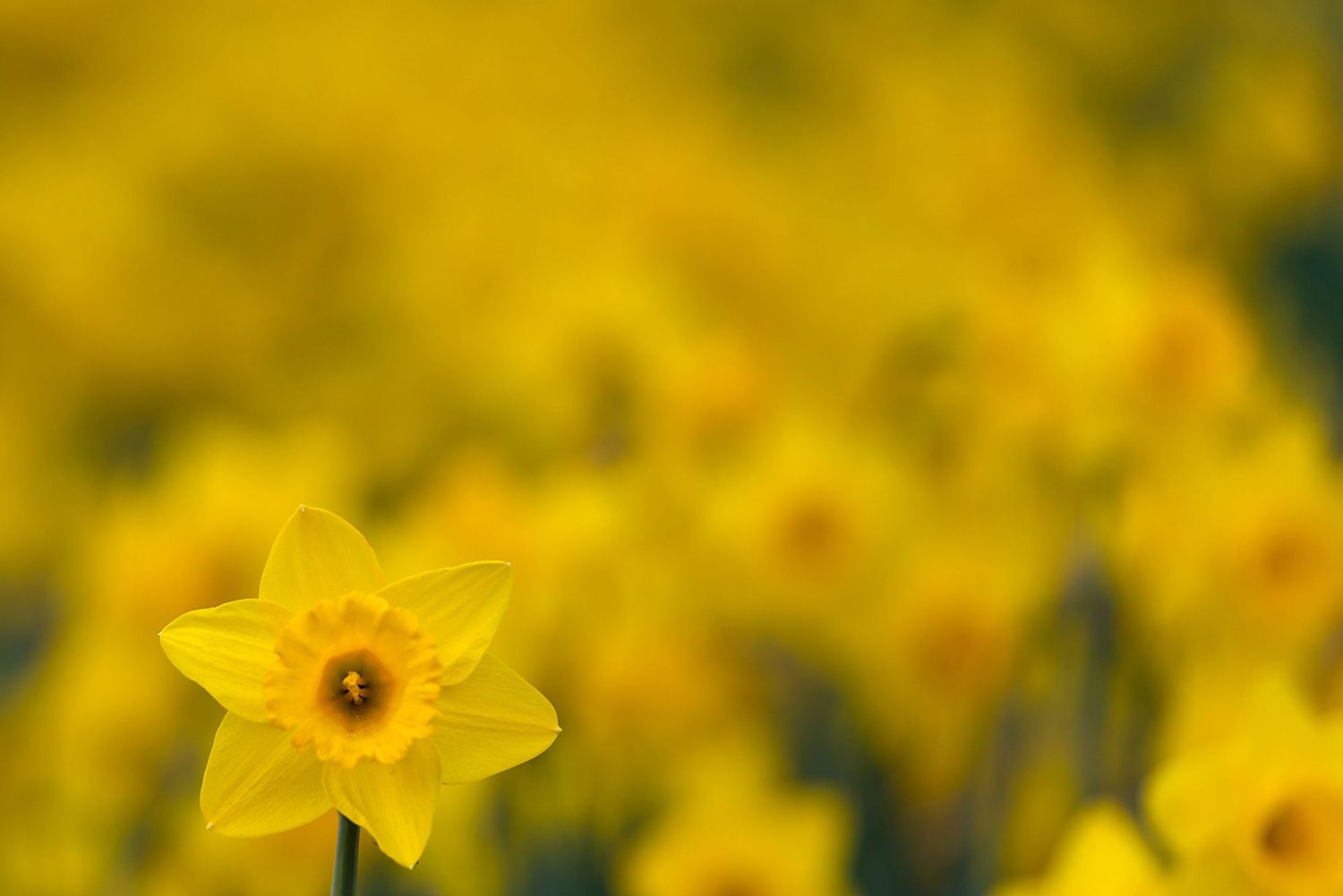 Yellow Daffodil