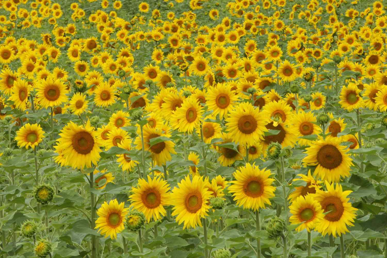 Field of Sunflowers