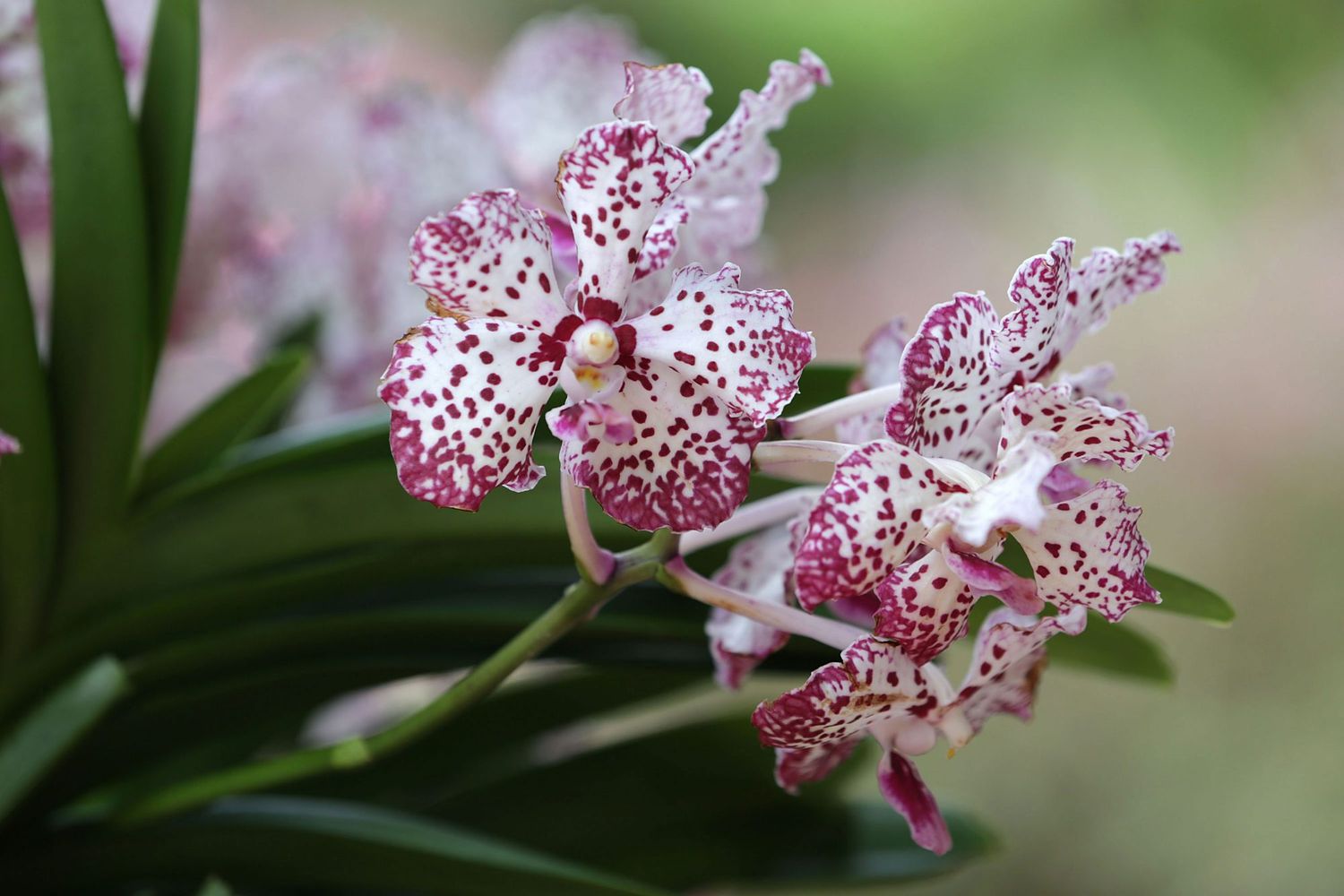 Pink and White Speckled Orchid