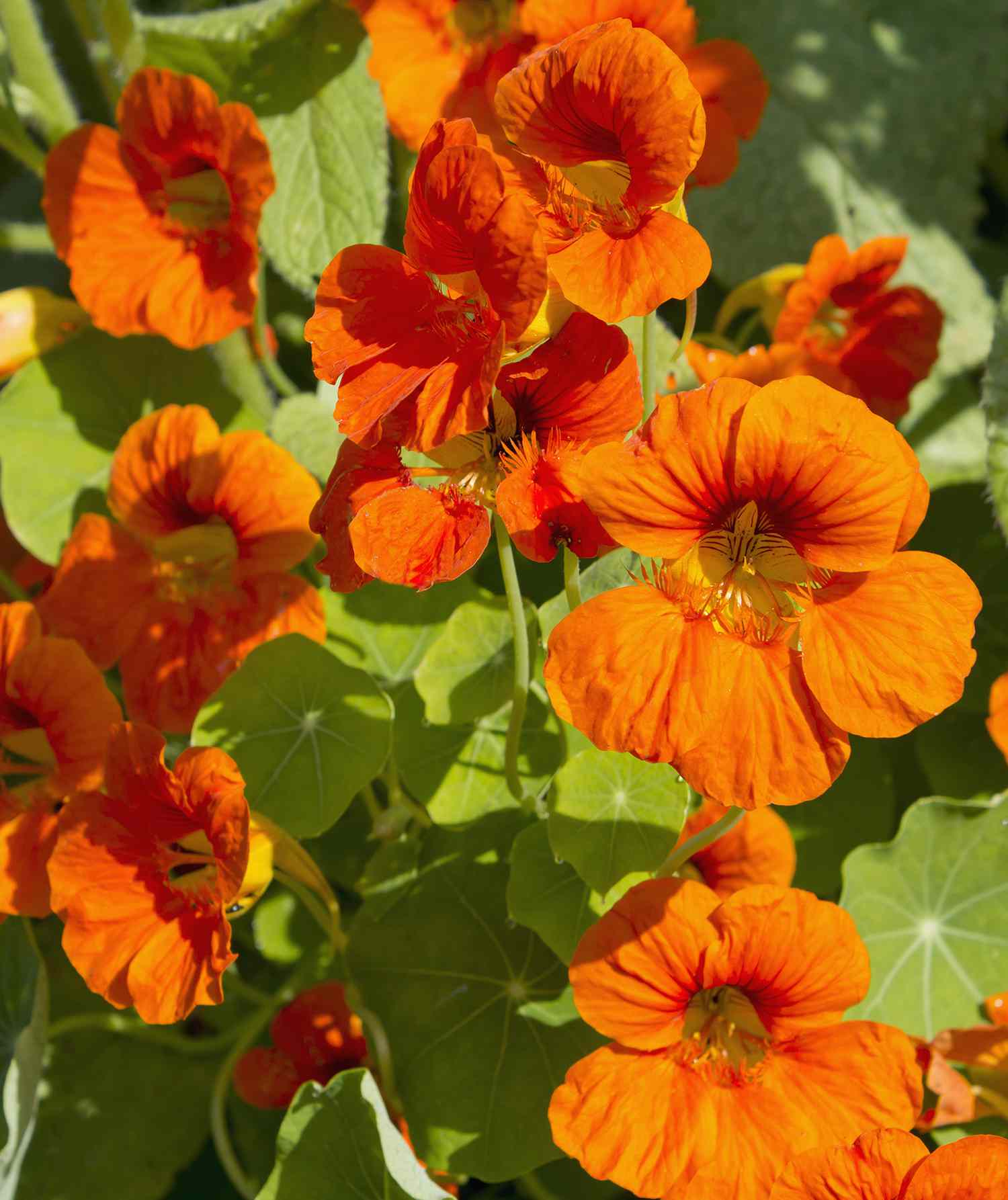 Orange nasturtium