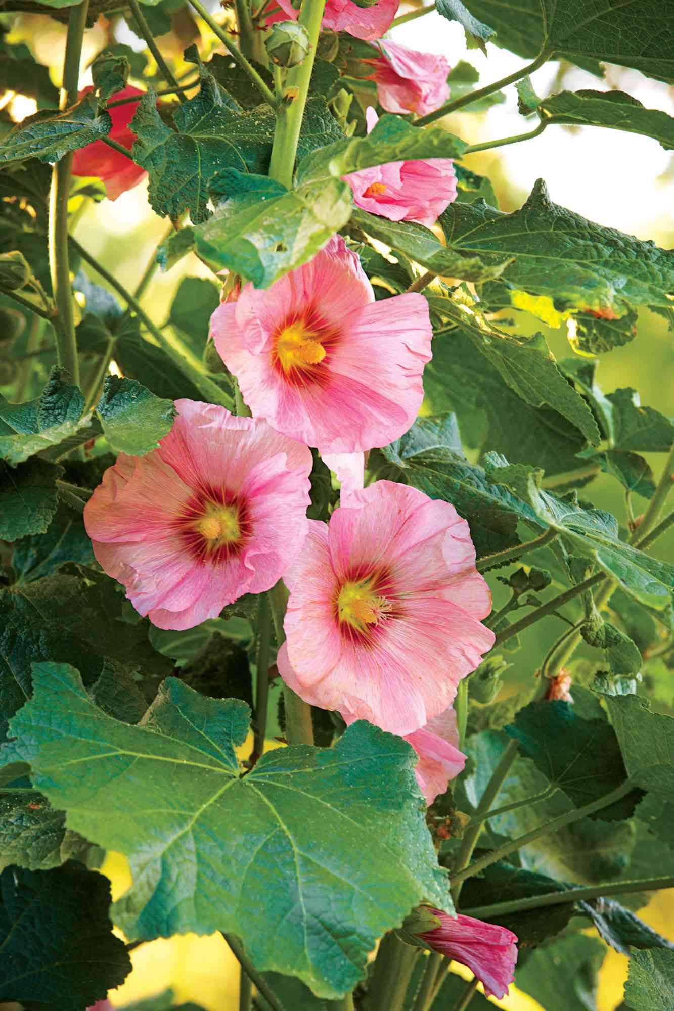 Yellow Hollyhock Blooms