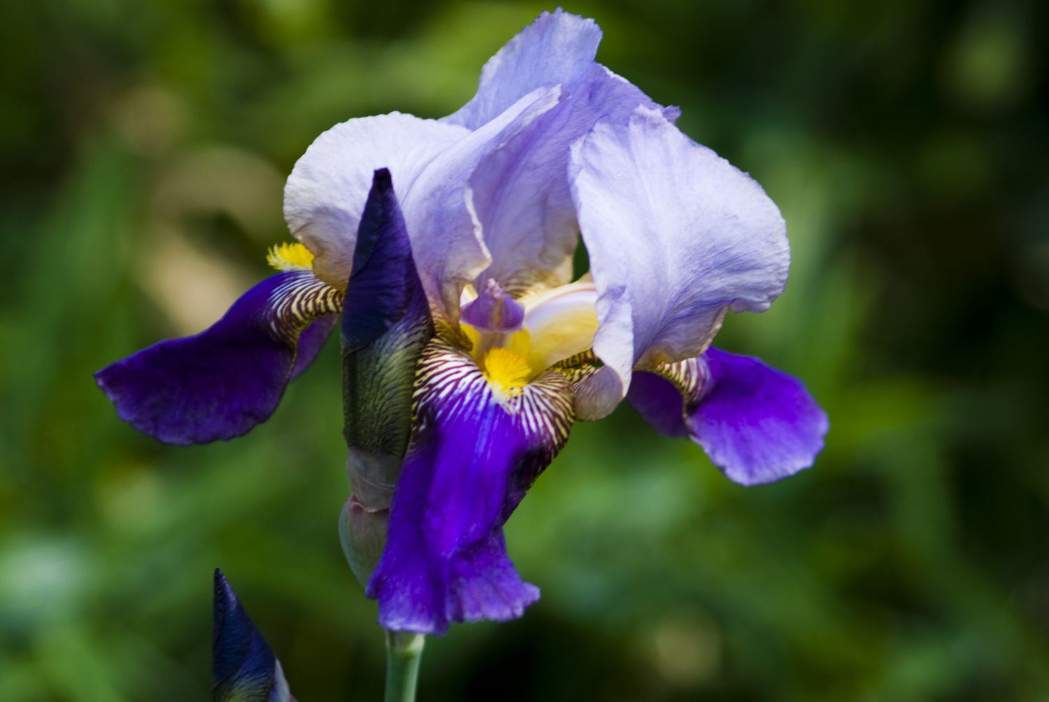 Bearded Iris