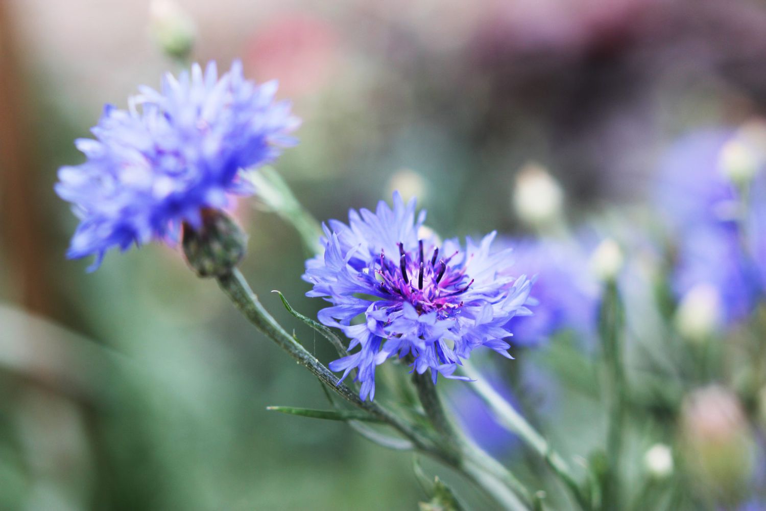 Cornflower