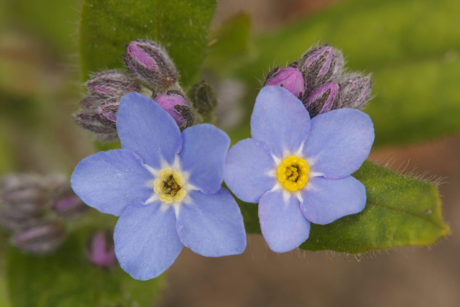 Forget Me Not