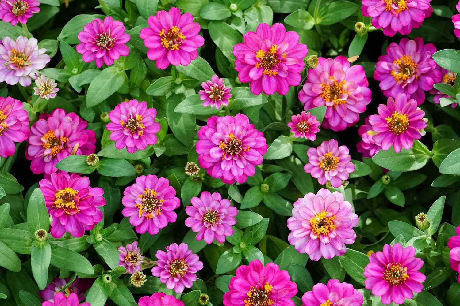 Pink Zinnia Blooms