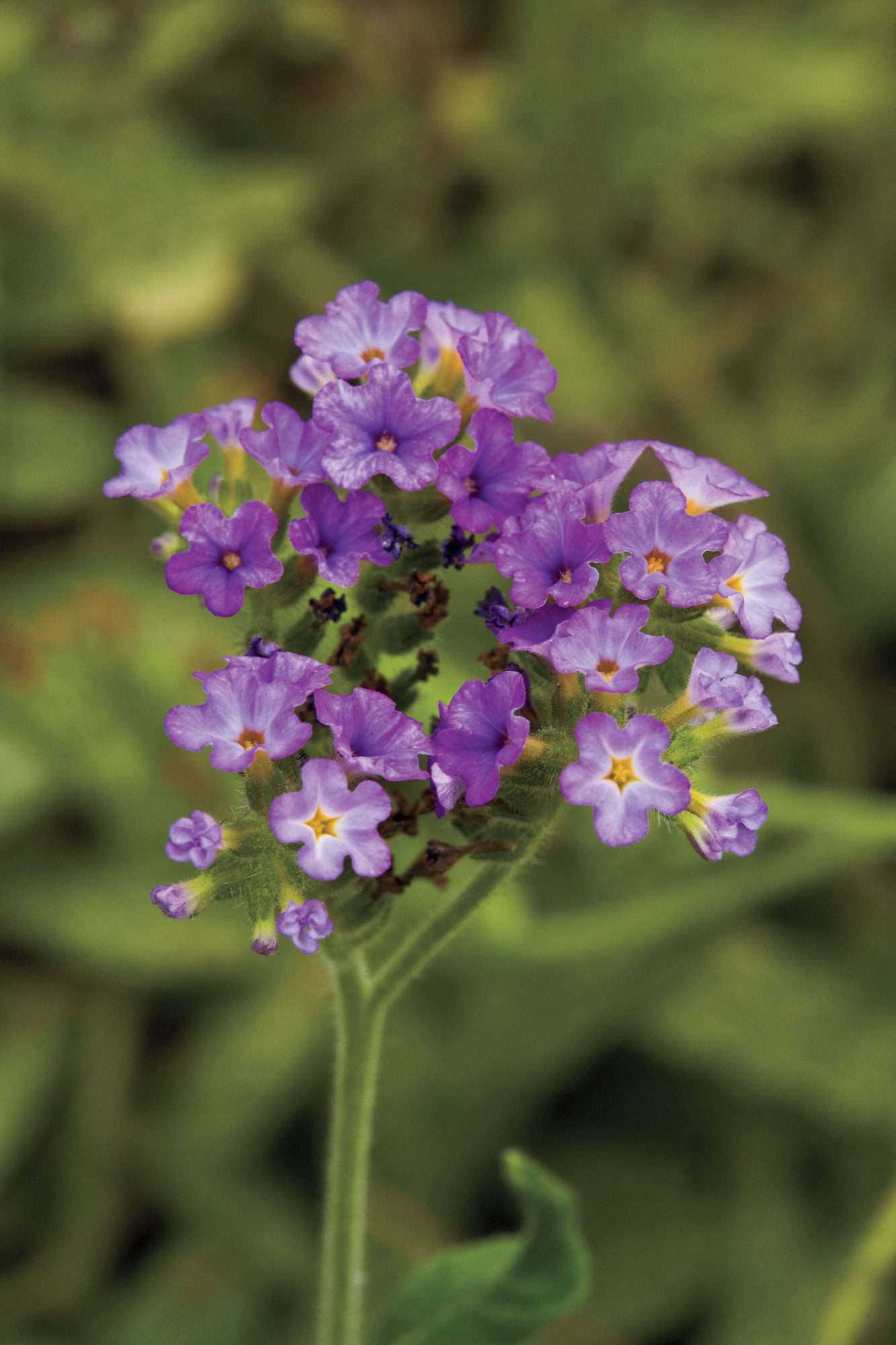 Spring Garden Flowers: 