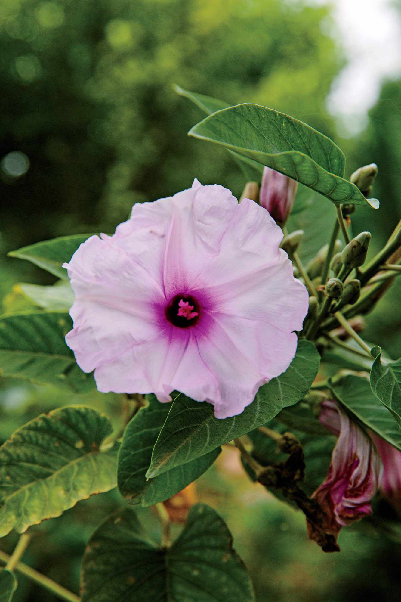 Bush Morning Glory