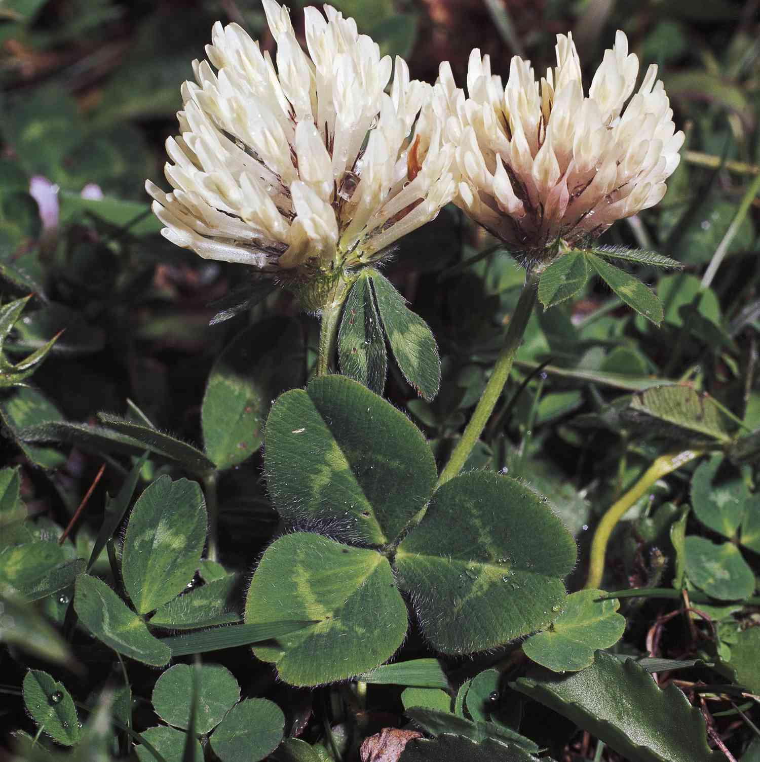 White Clover