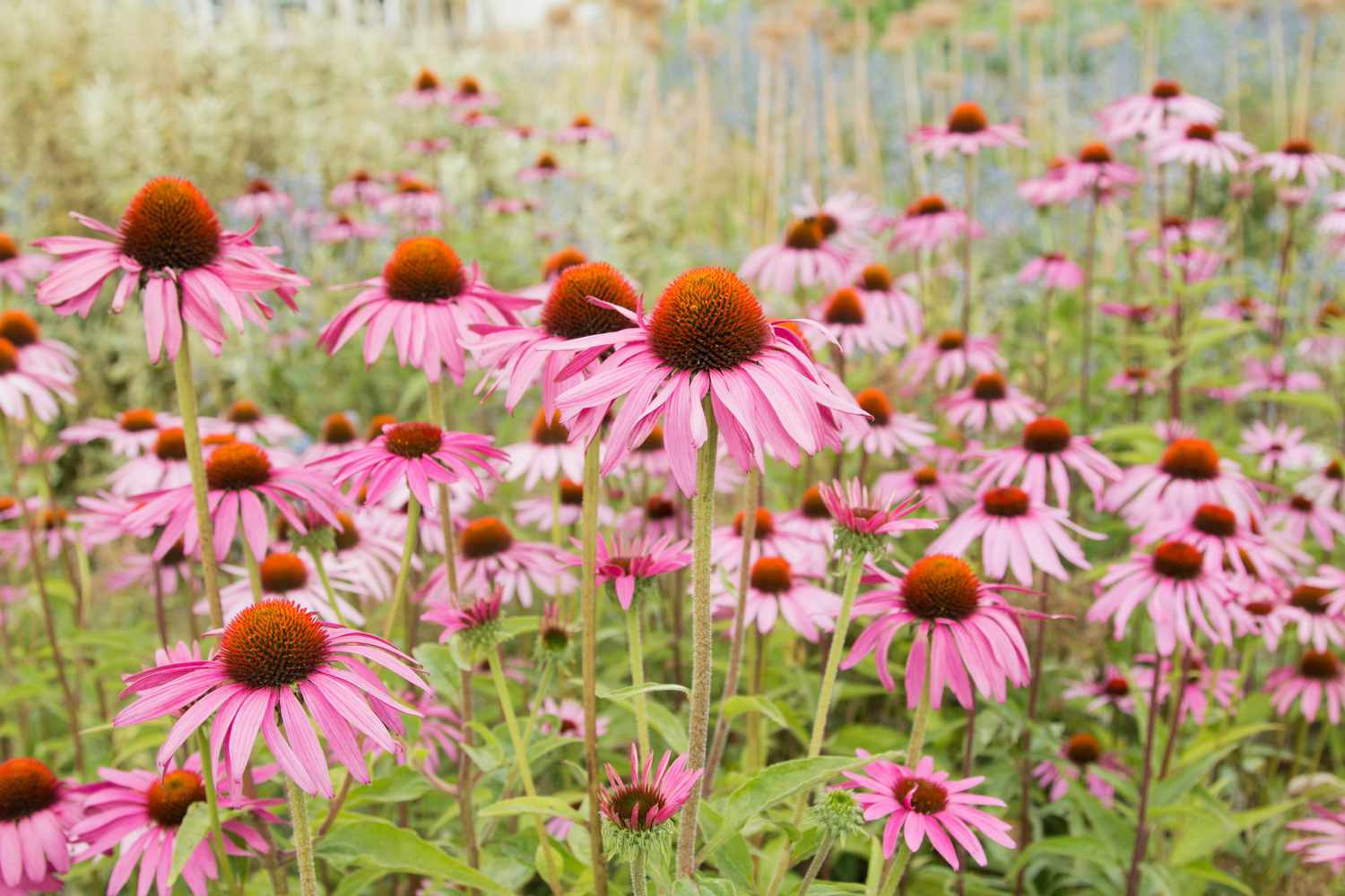 Coneflower