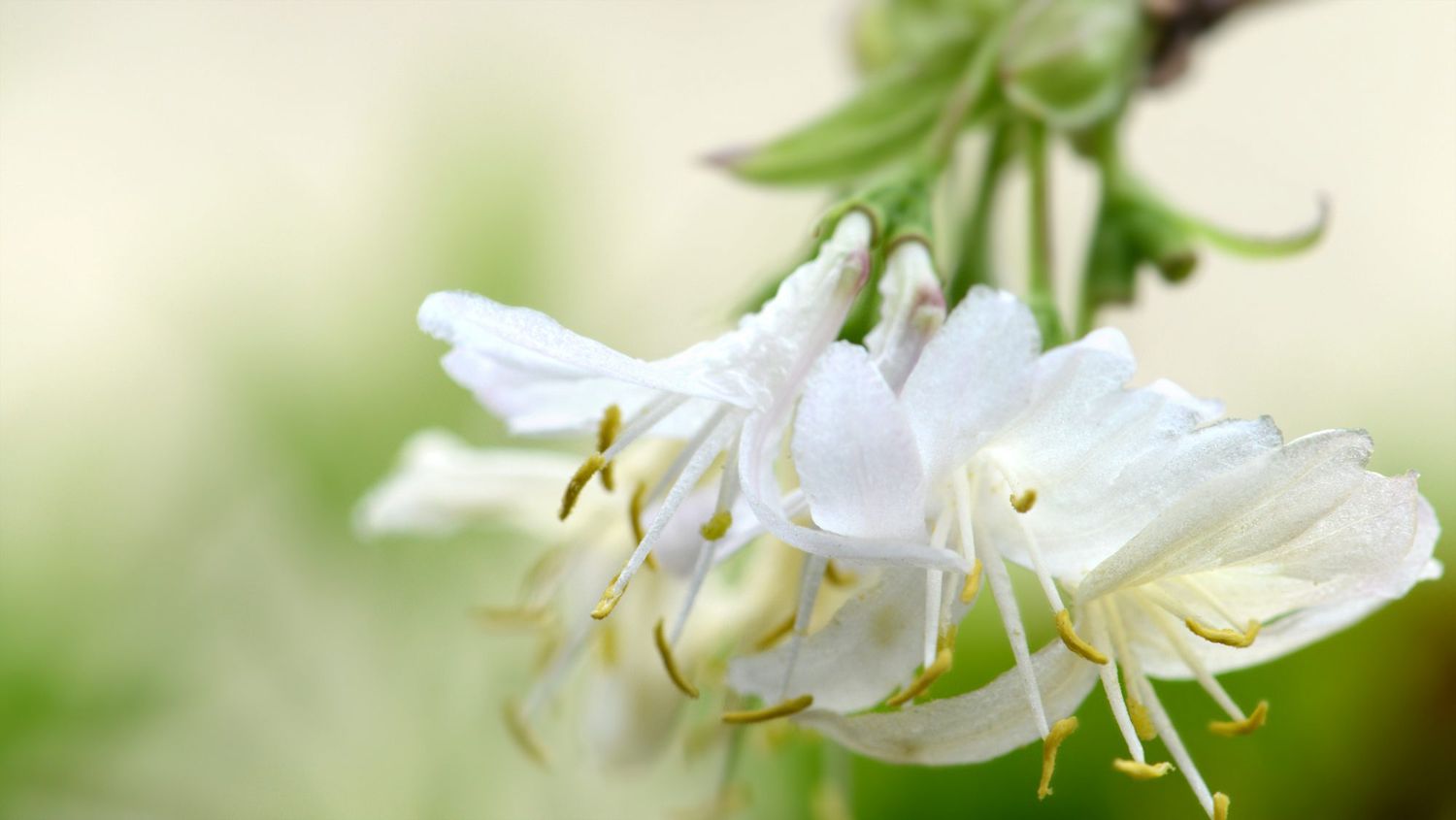 Winter Honeysuckle