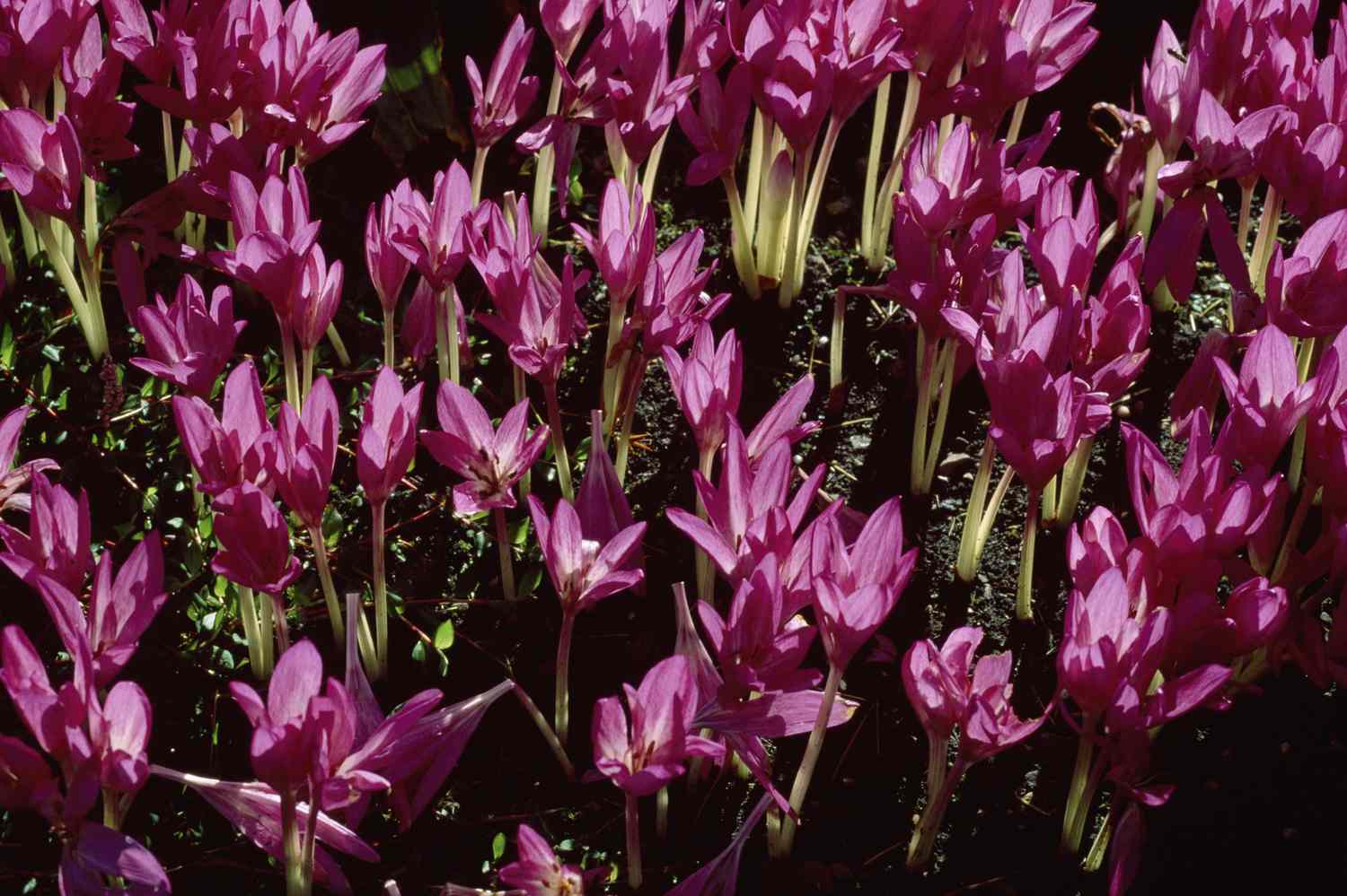 Autumn Crocus