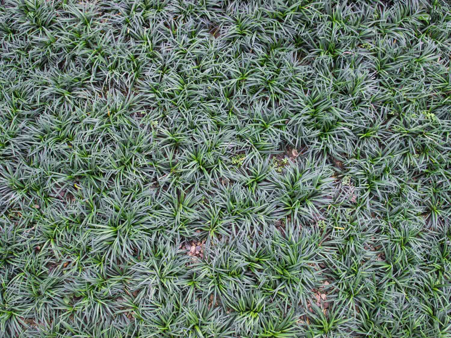 Mondo Grass (Ophiopogon japonicus)
