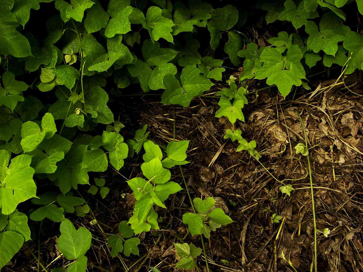 Kudzu