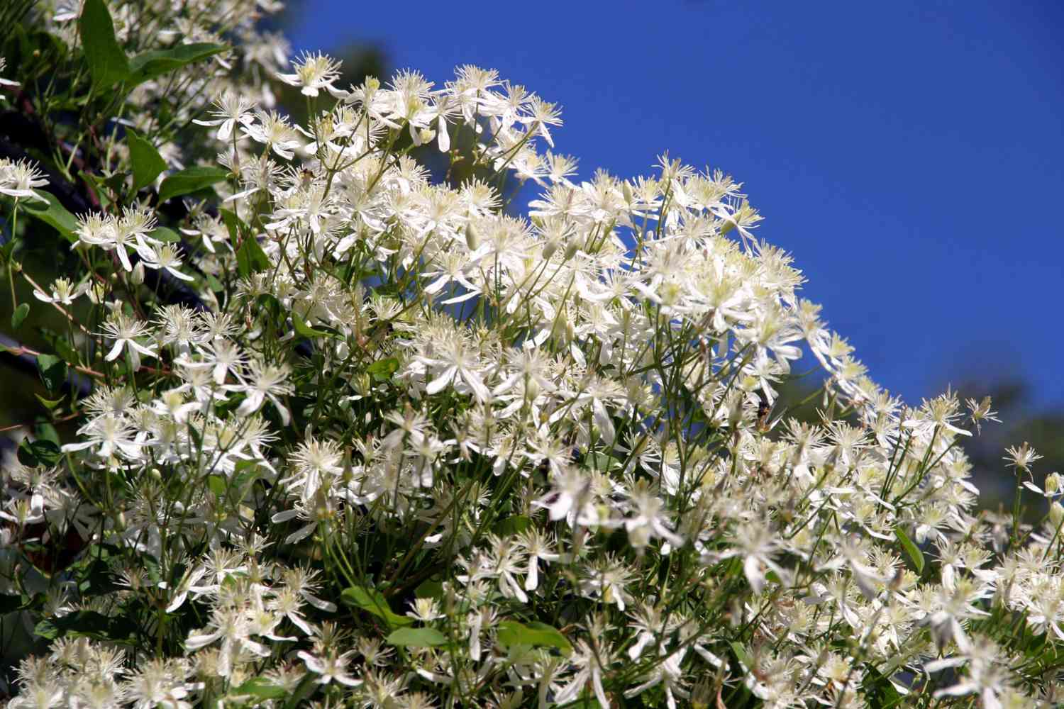 Sweet Autumn Clematis