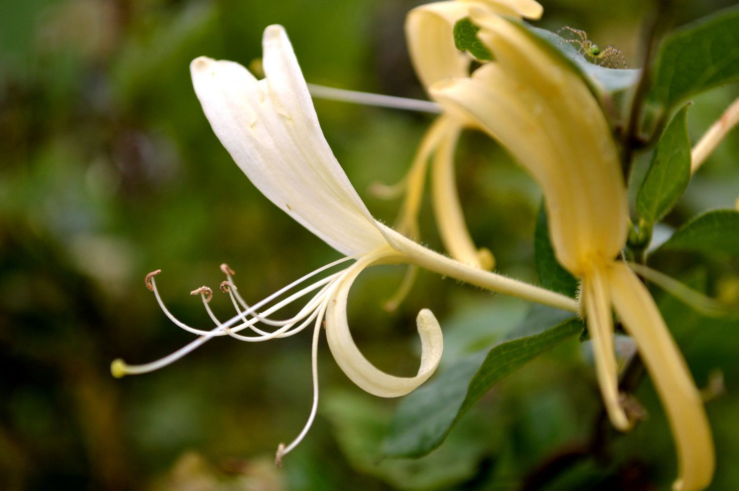 Japanese Honeysuckle