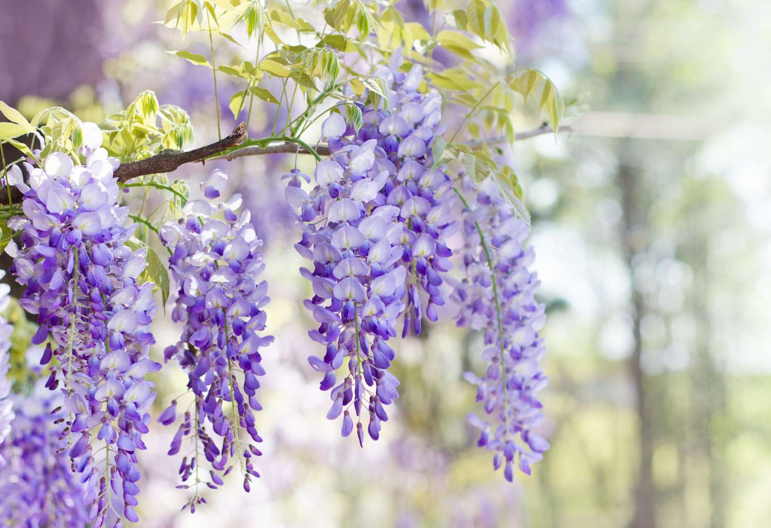 Chinese Wisteria