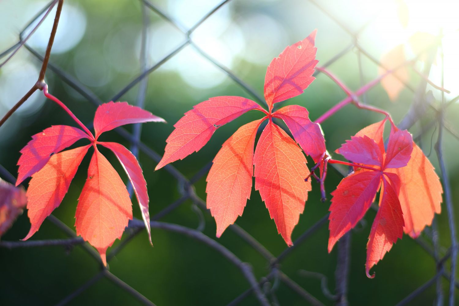 Virginia Creeper