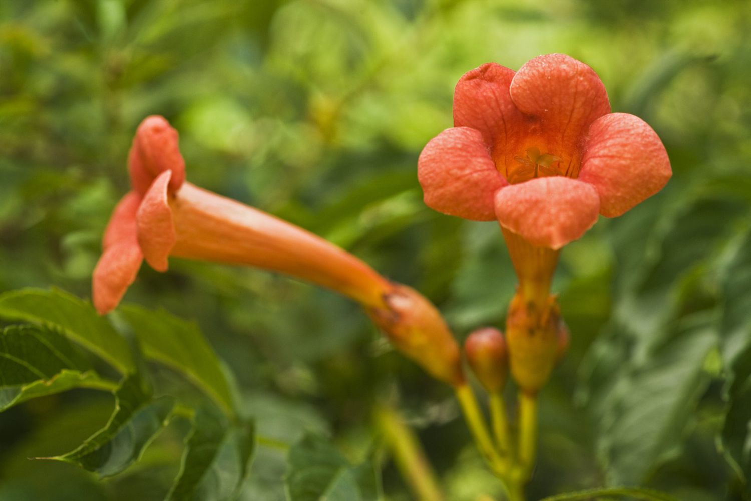 Trumpet Creeper