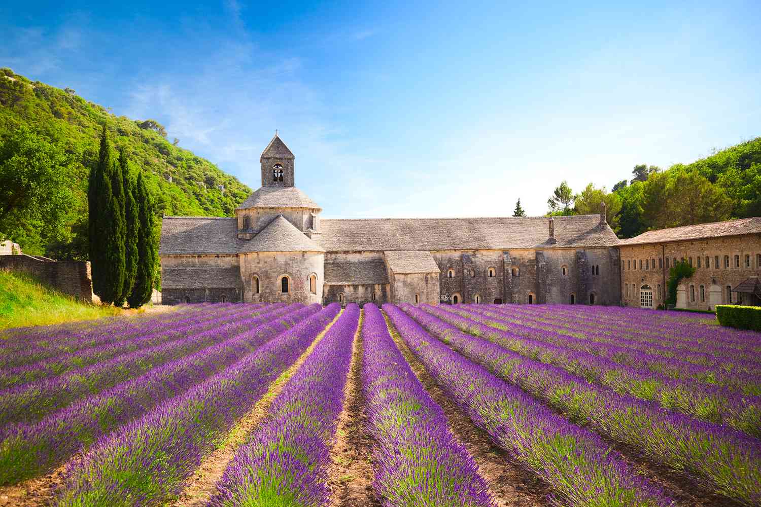 Senanque Abbey with blooming lavender field, Provence, France
