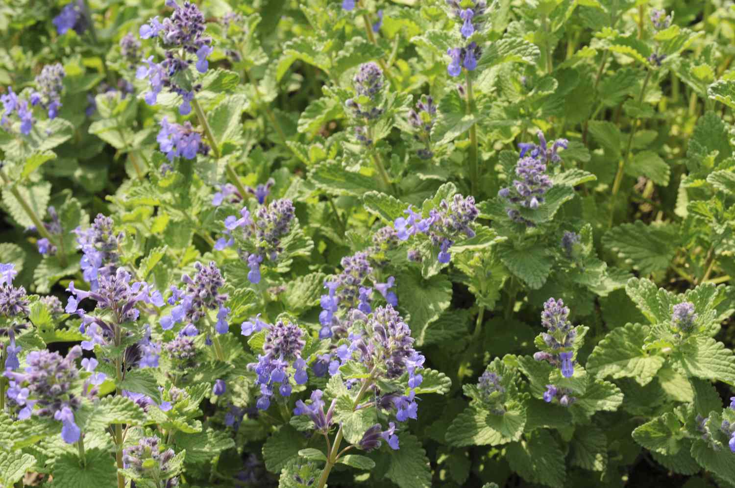 Catmint plants in bloom.