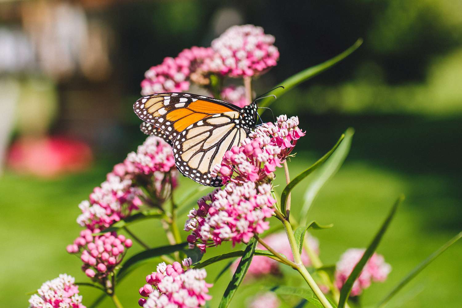 Milkweed and monarch butterfly