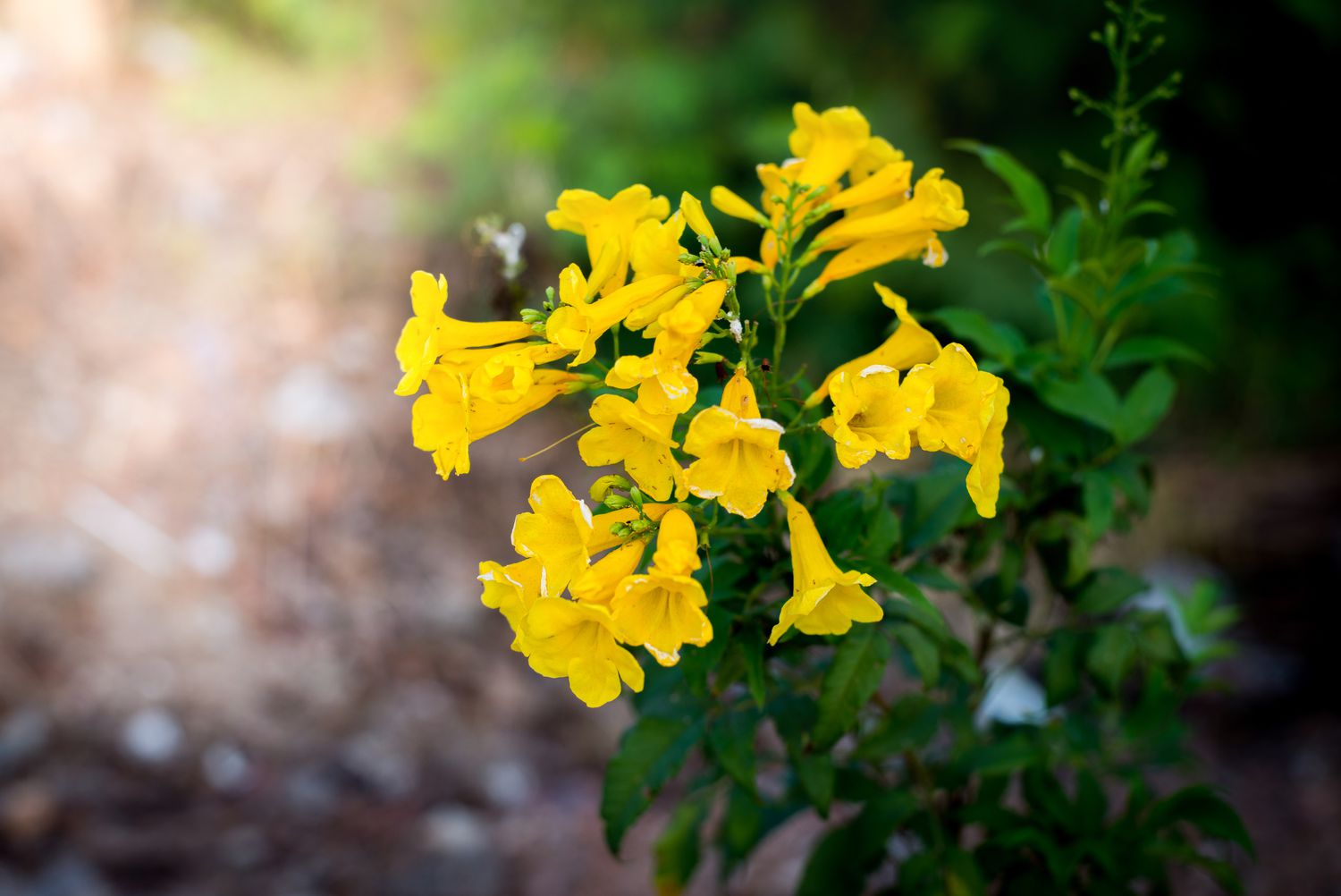 Yellow bells flower (Tecoma stans)