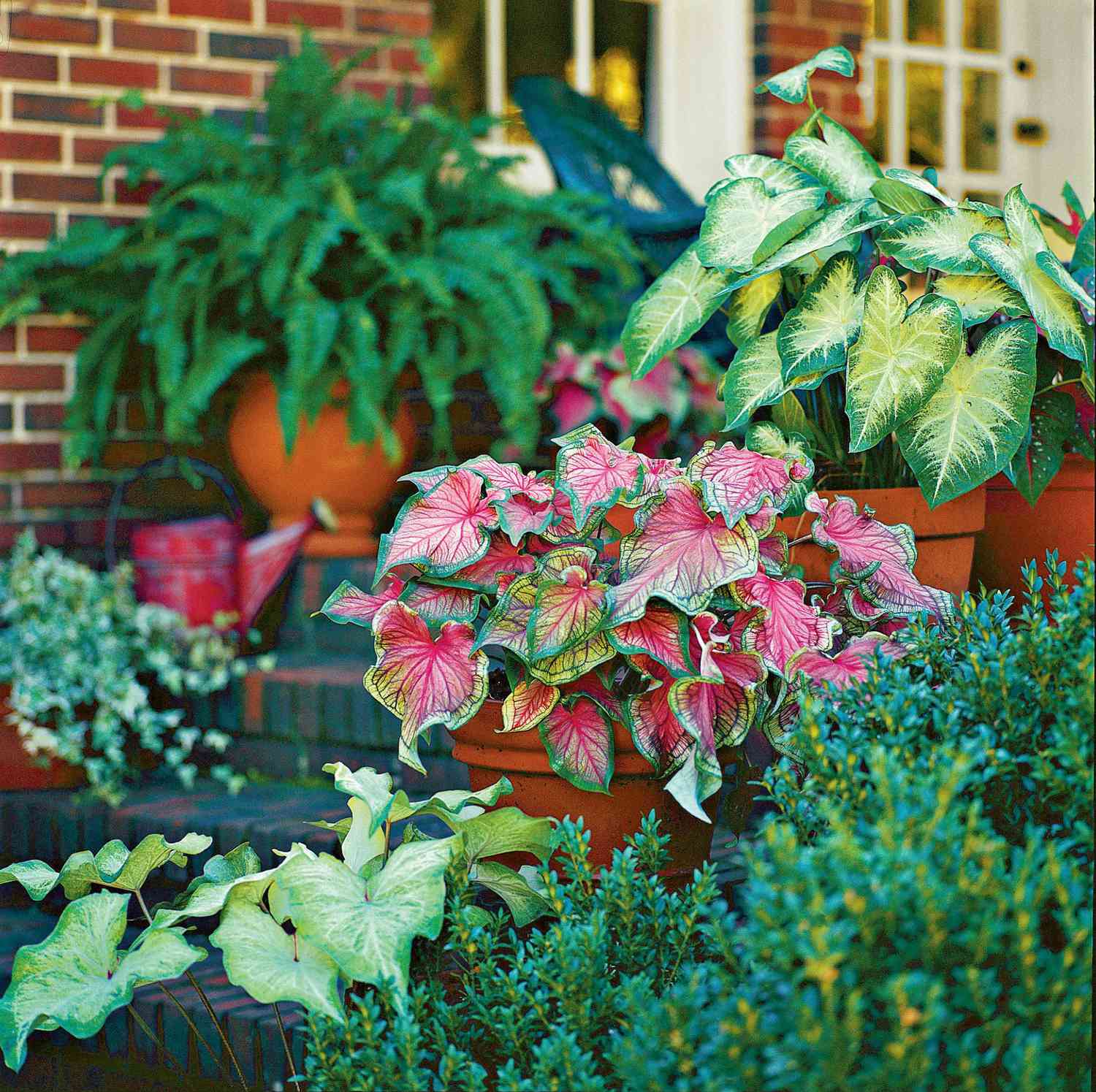 Caladium Combination Container Garden