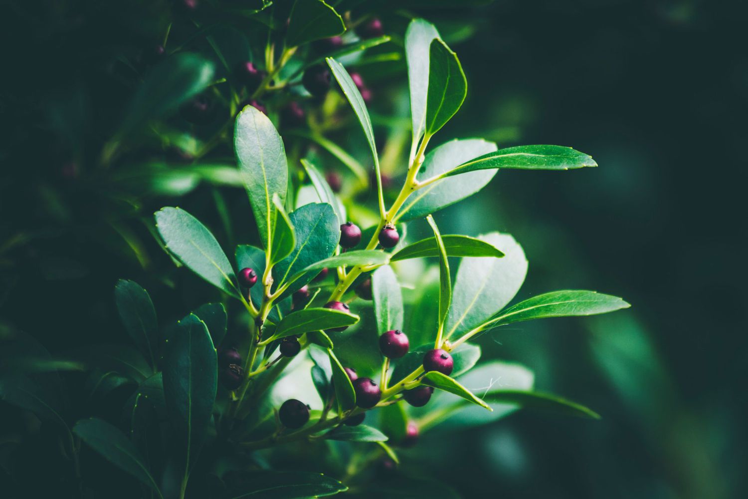 Closeup shot of an Evergreen winterberry or Inkberry Holly