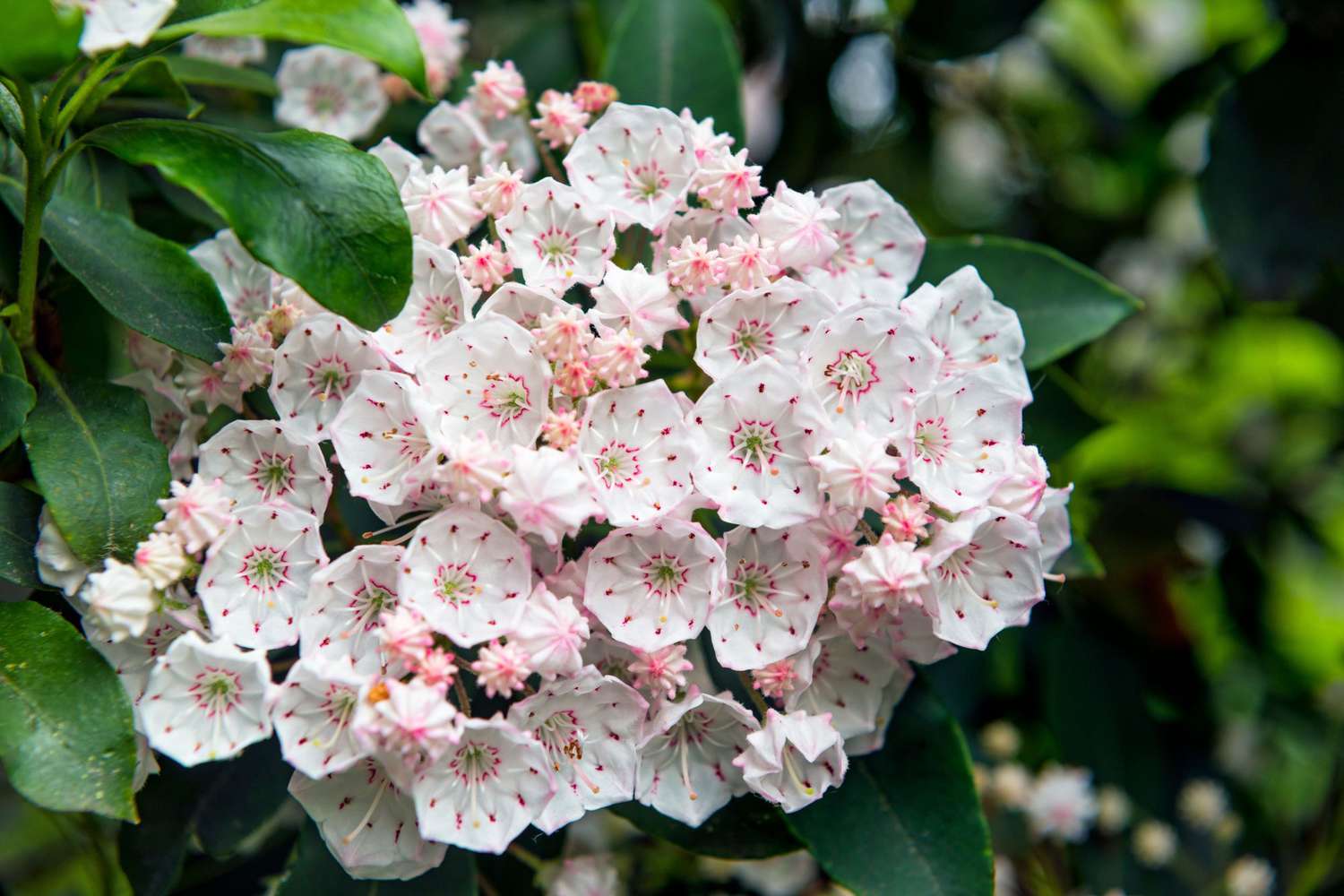 Mountain Laurel Flowers