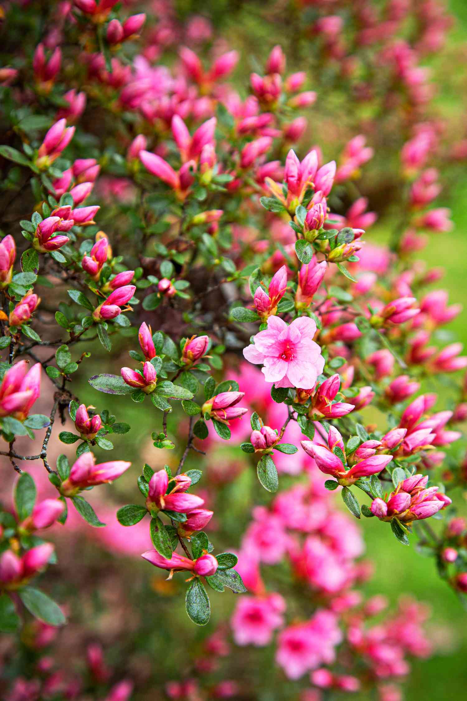 close up of pink blooming azaleas 