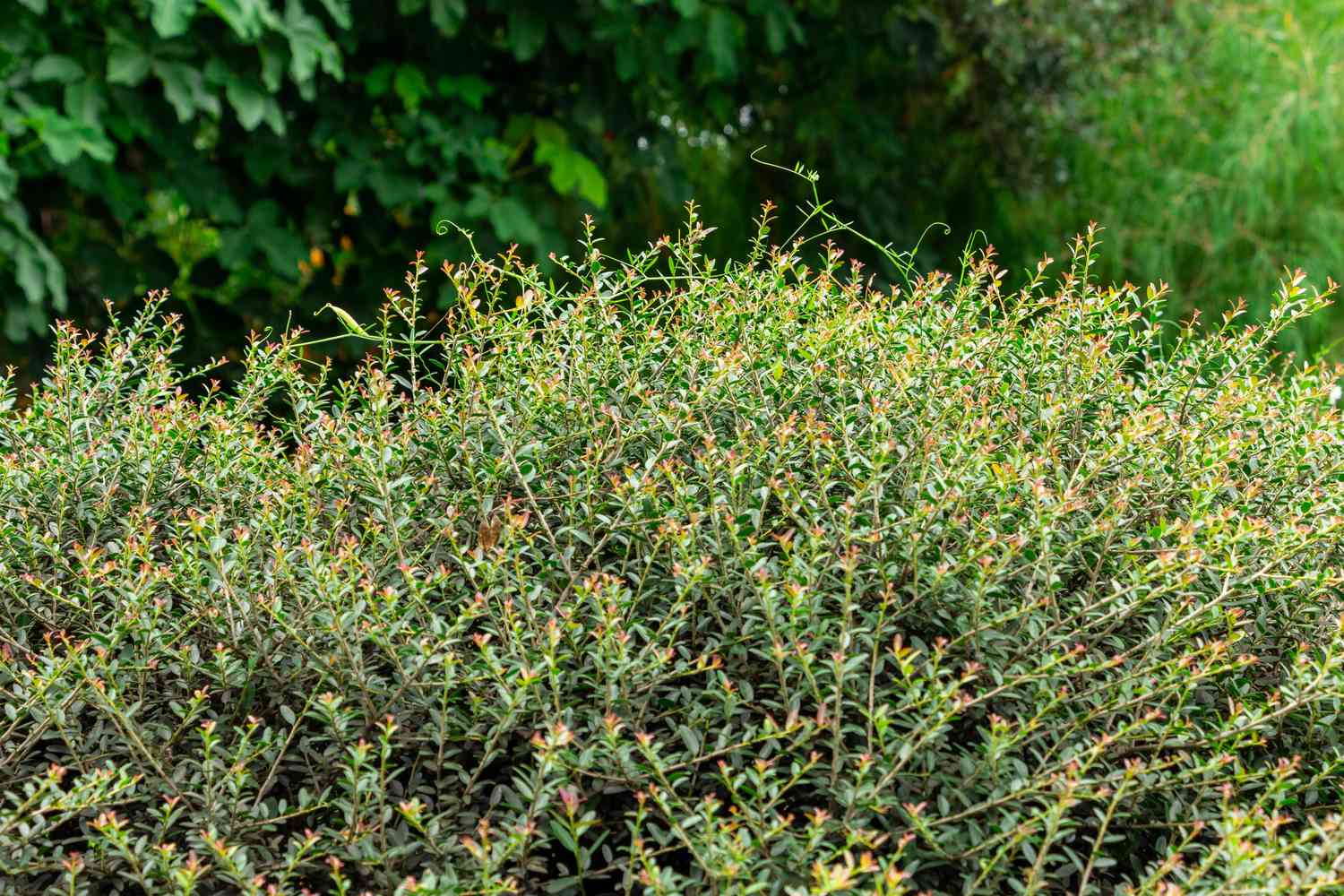 Dwarf yaupon holly (Ilex vomitoria schillings) - Davie, Florida, USA