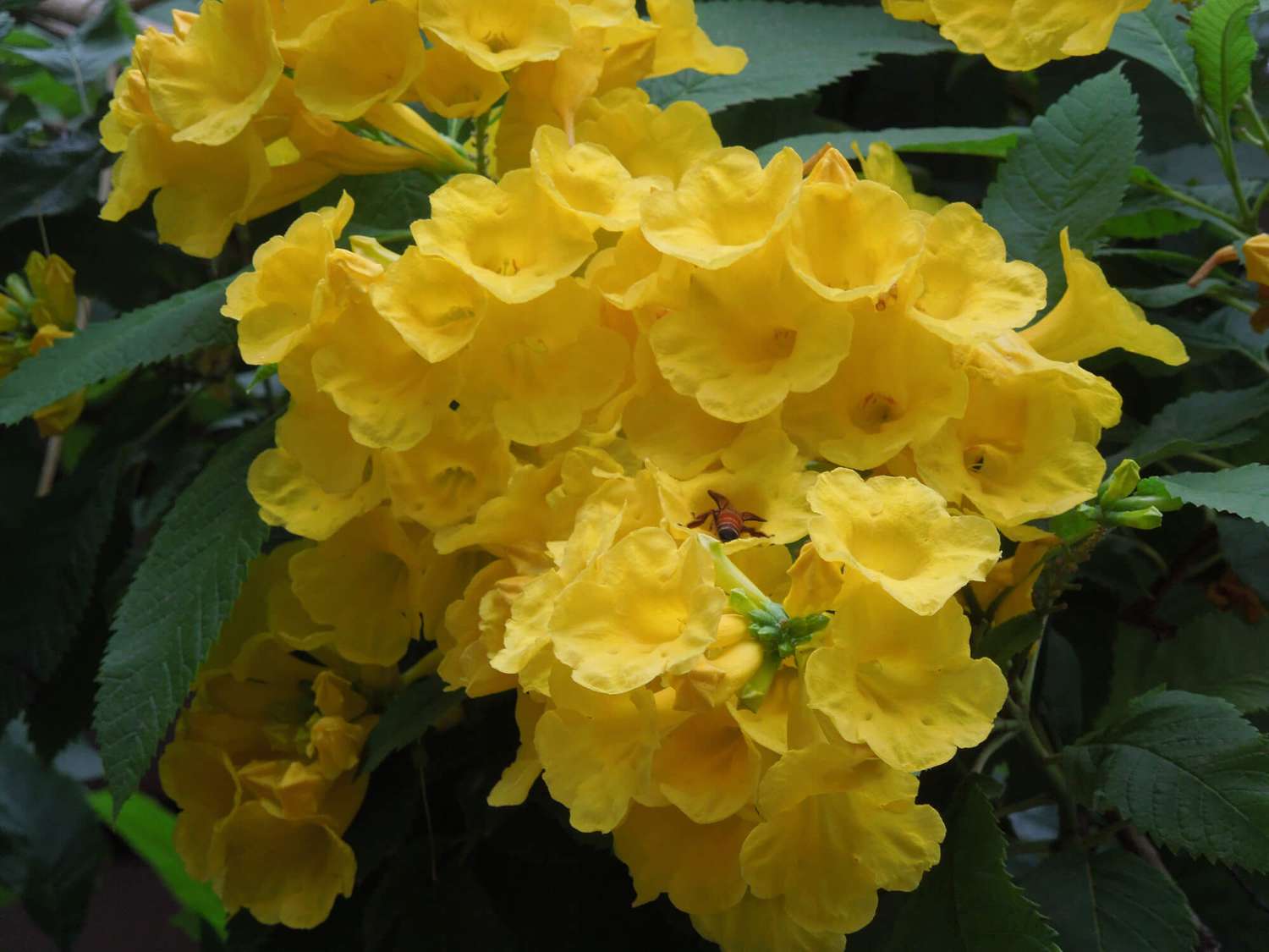 yellow alder esperanza plant