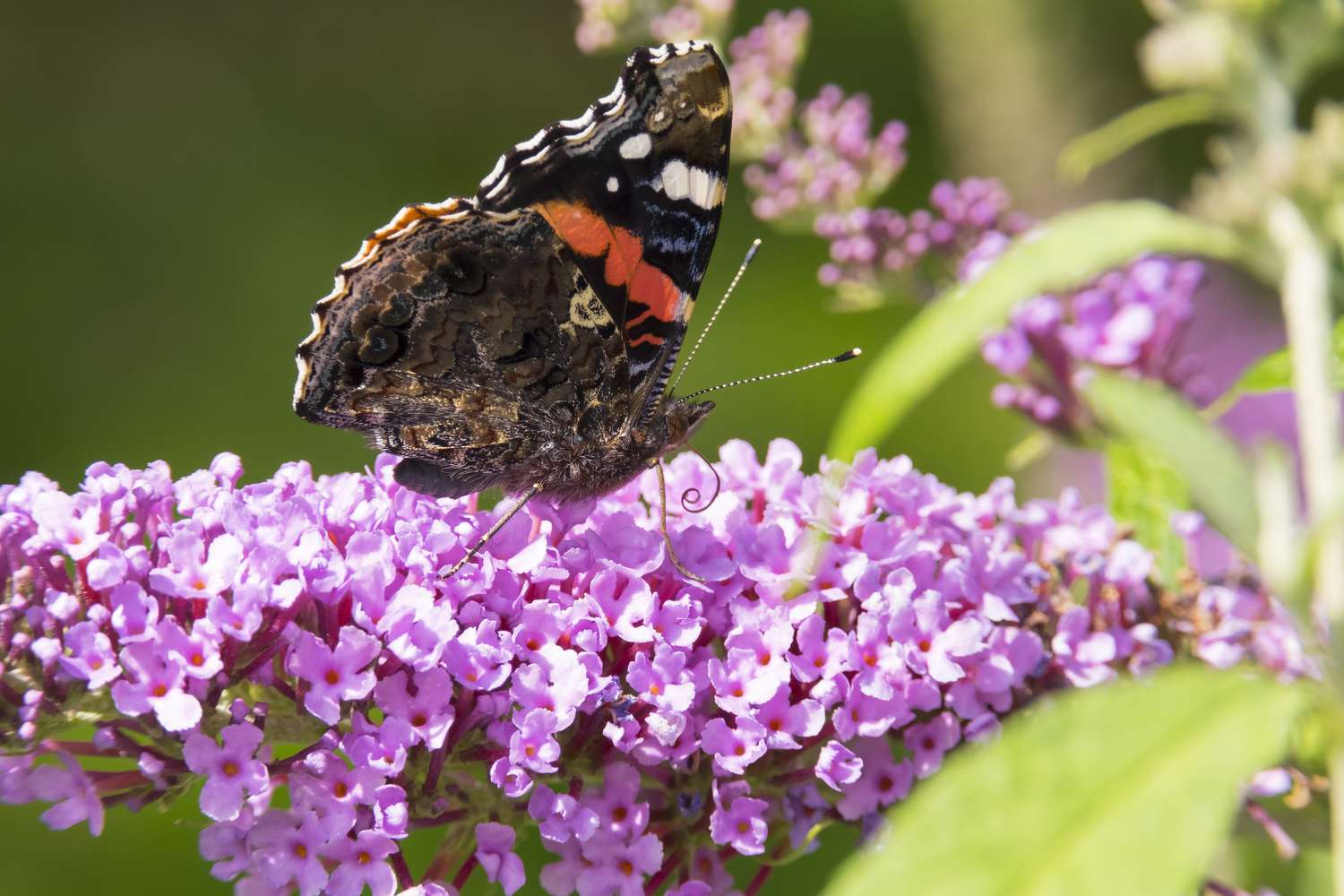 closeup of red admiral butterfly on light purple butterfly bush flower cluster