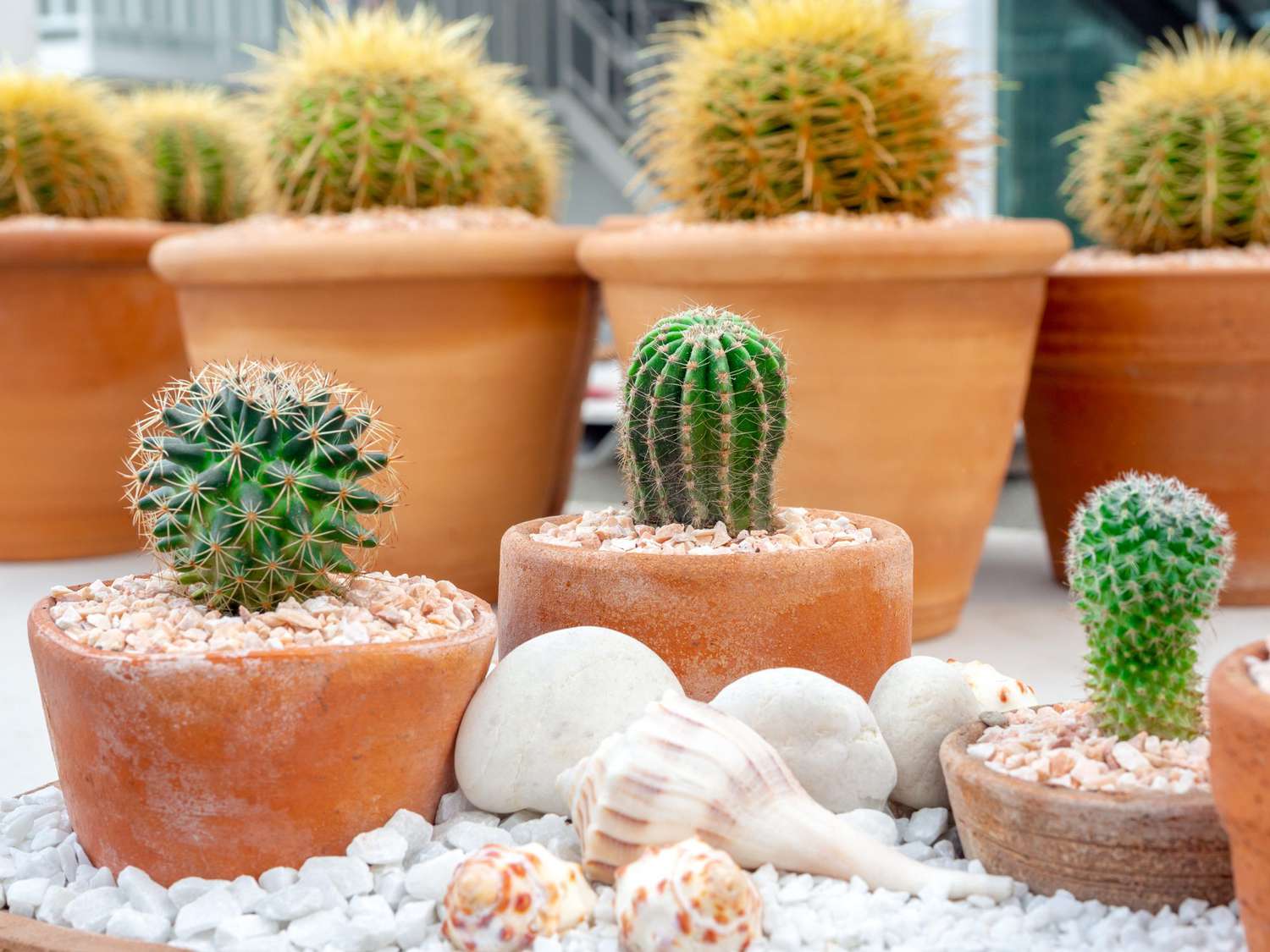 Green fresh cactus in pot with shells