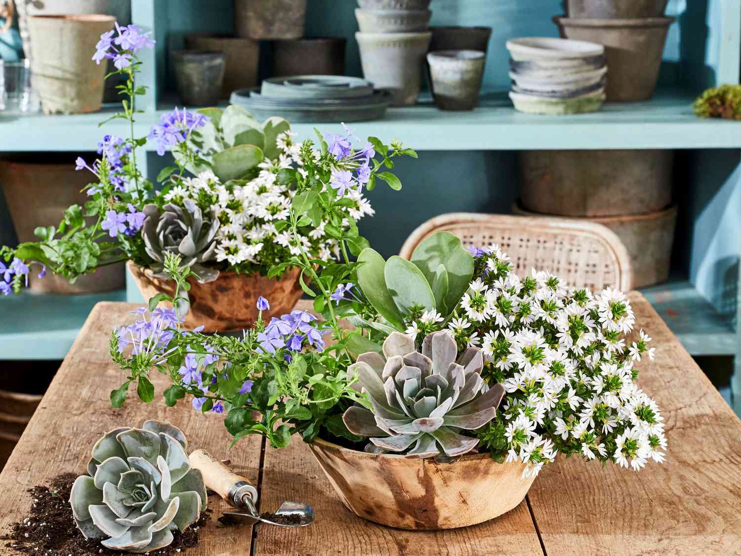 Wooden Bowl Container Garden with white scaevolas, blue plumbagos, ‘Lucita’ echeverias, and flapjack plants
