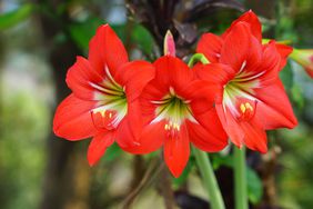 Blooming red amaryllis
