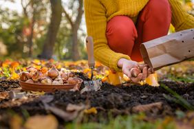 Planting Bulbs in the fall
