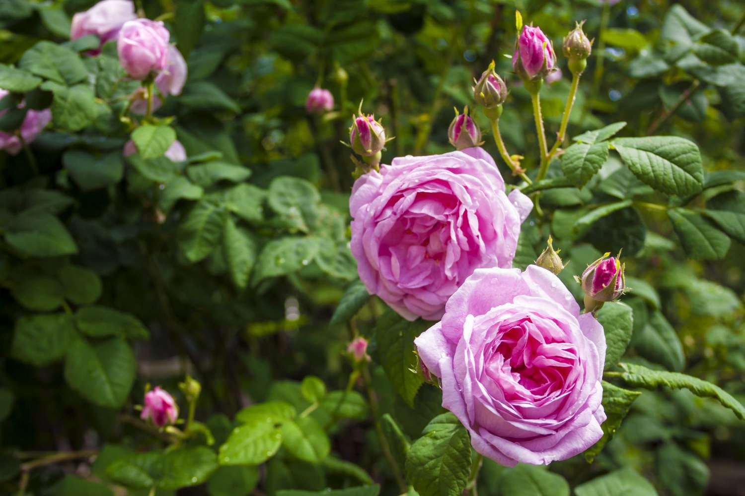 Rosa Centifolia