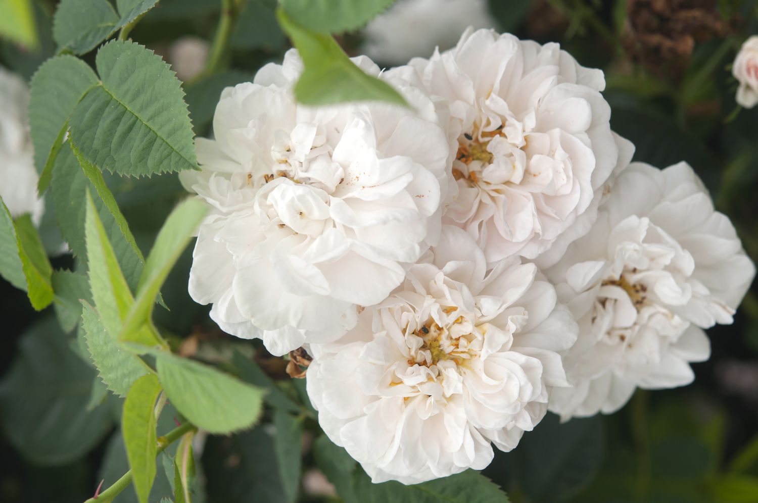 Gallica Rose 