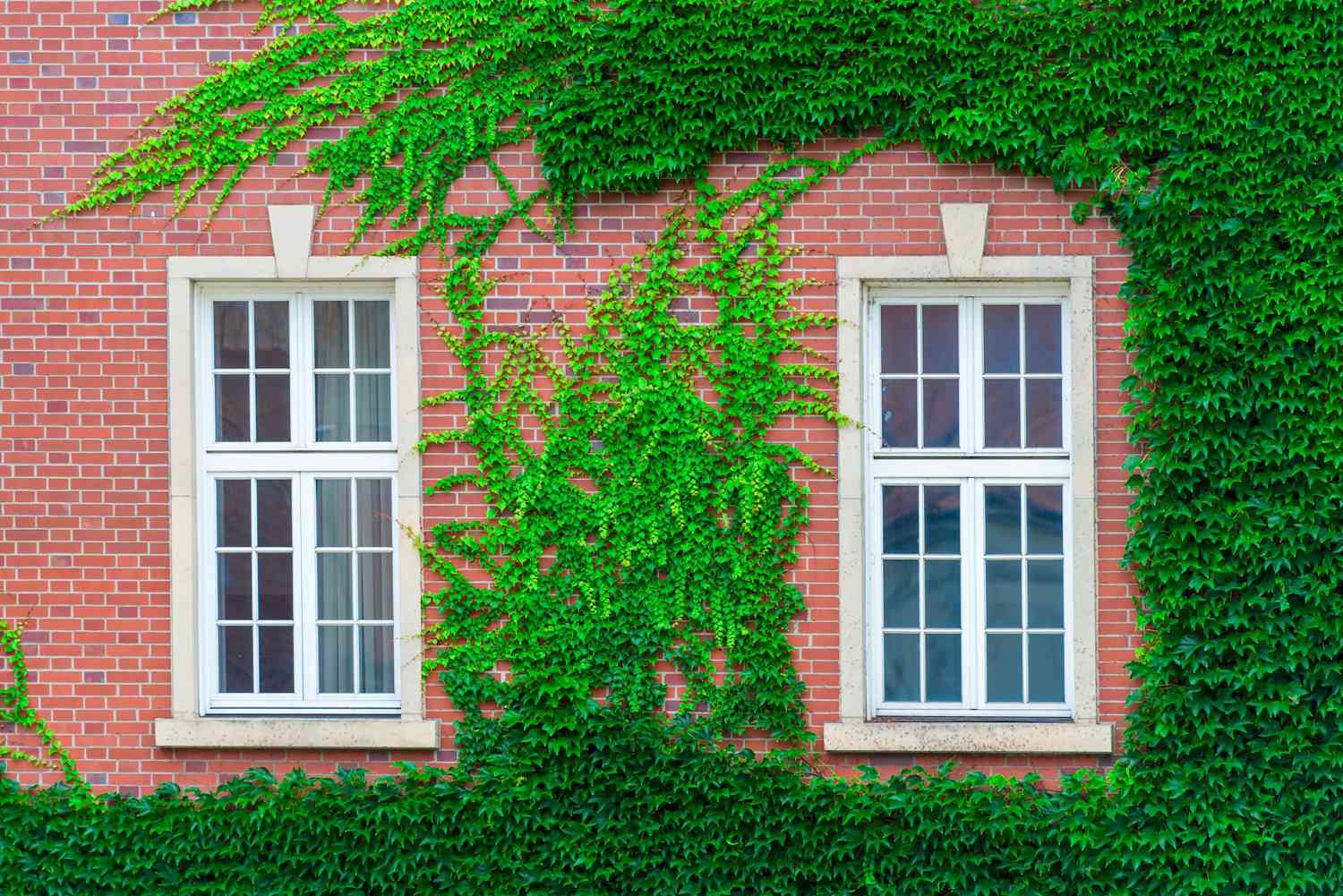 Are Climbing Vines Bad For Your House?